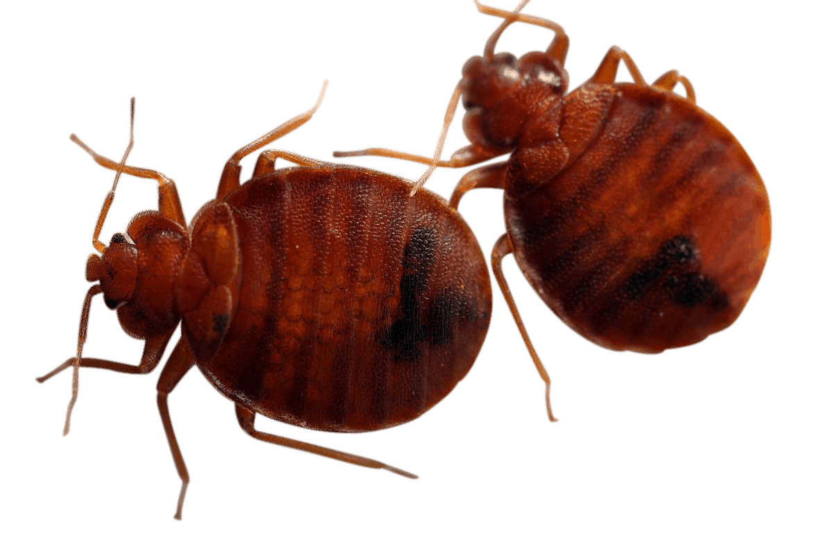 Bed Bug Heat Treatment Experts With 50+ Years